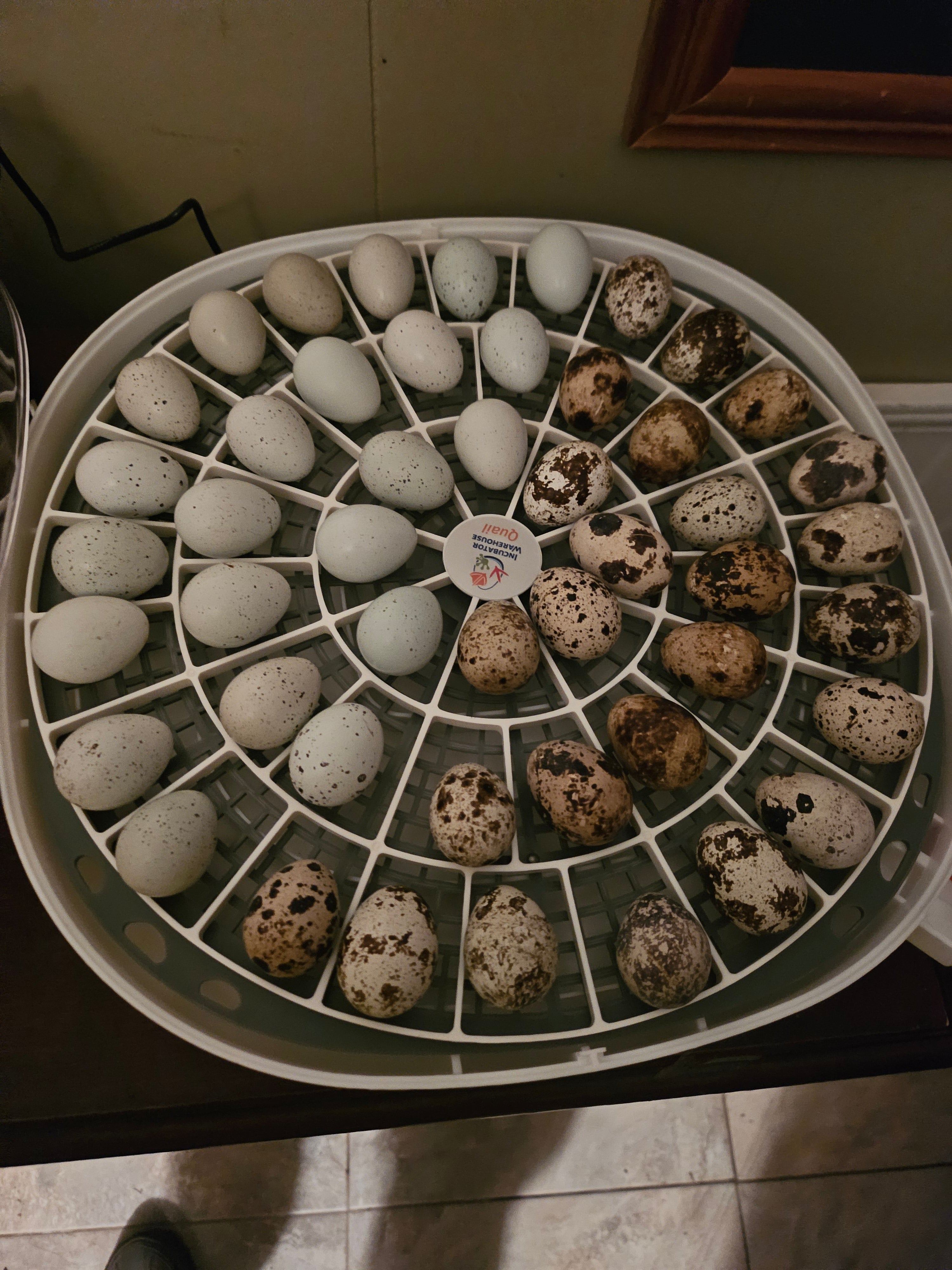 𝐏𝐎𝐔𝐋𝐓𝐑𝐘 𝐈𝐍𝐂𝐔𝐁𝐀𝐓𝐈𝐎𝐍 𝐐𝐔𝐈𝐂𝐊 𝐑𝐄𝐅𝐄𝐑𝐄𝐍𝐂𝐄 𝐒𝐇𝐄𝐄𝐓
