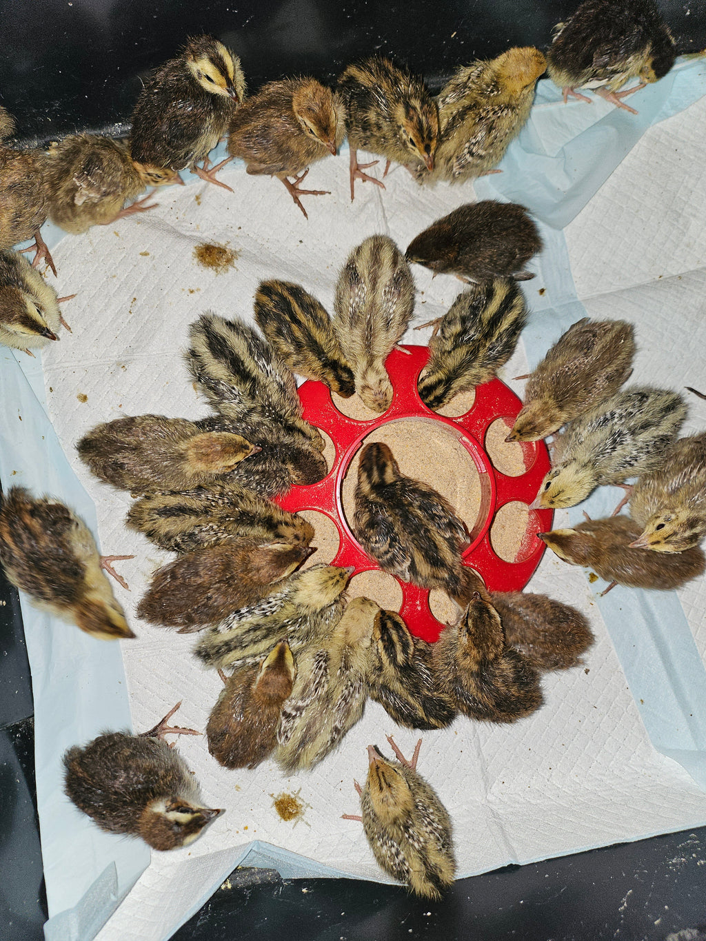 Bucks & Clucks: Backyard Guide to Raising Coturnix Quail