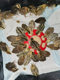 Bucks & Clucks: Backyard Guide to Raising Coturnix Quail