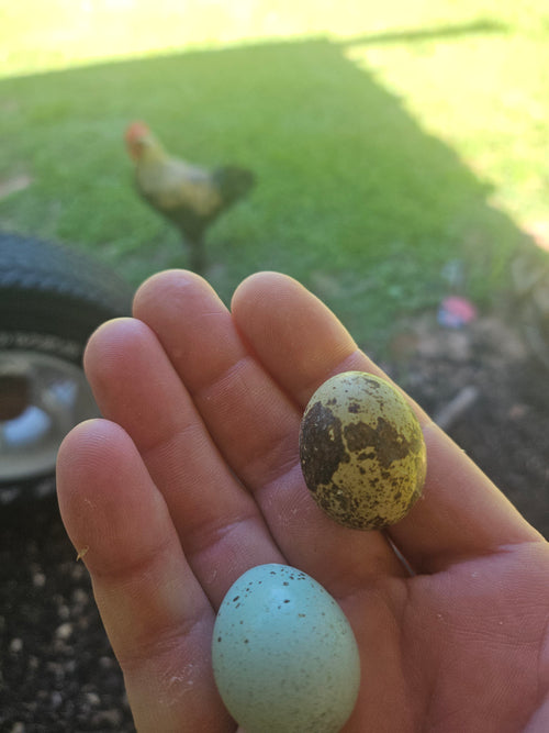 Bucks & Clucks: Backyard Guide to Raising Coturnix Quail