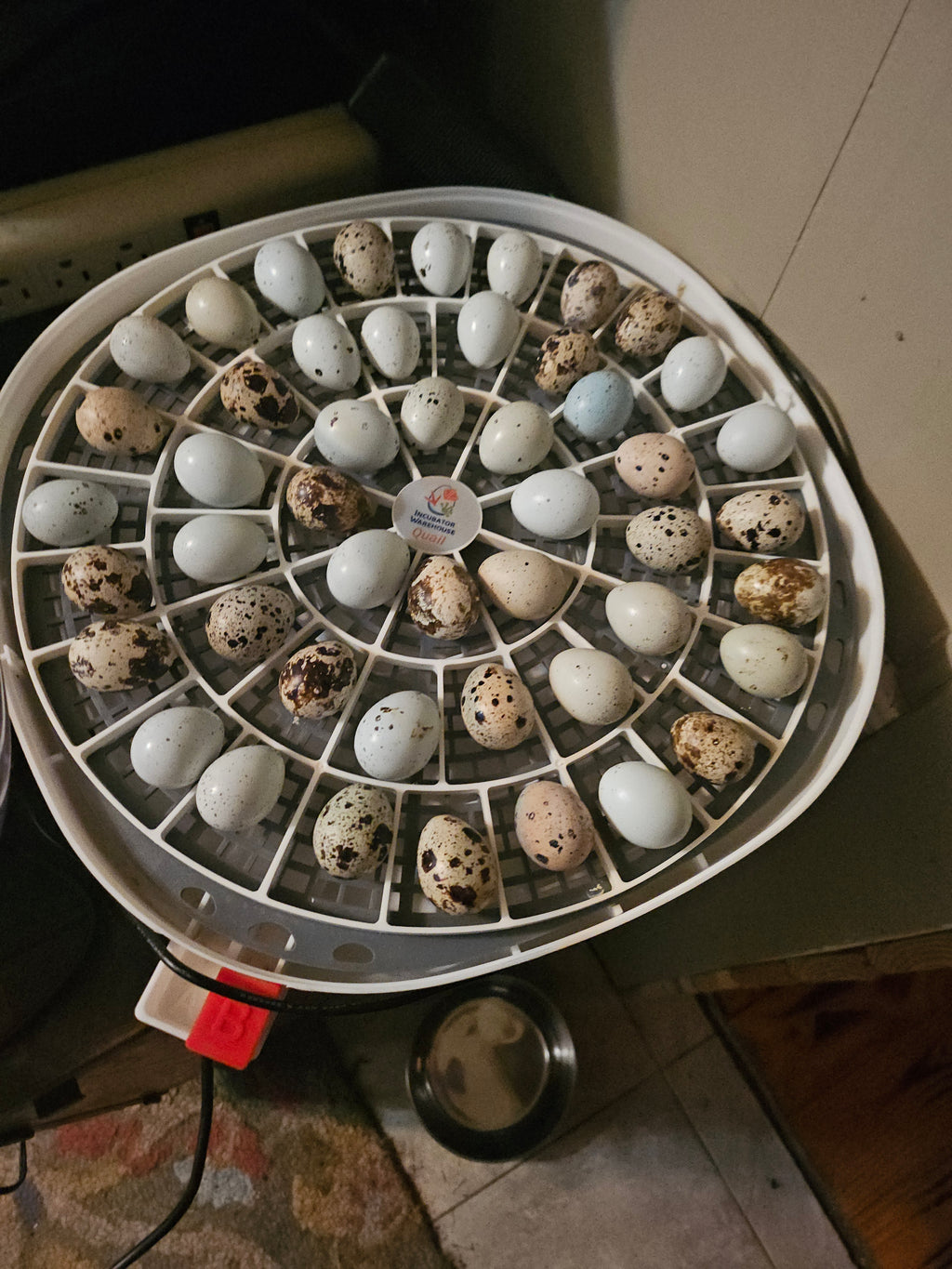Bucks & Clucks: Backyard Guide to Raising Coturnix Quail