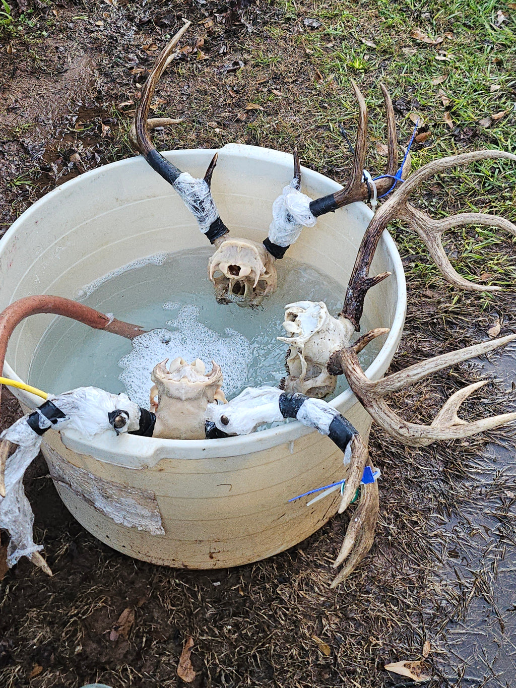 DIY EURO MOUNTS — SAVE MONEY DOING YOUR OWN TROPHIES