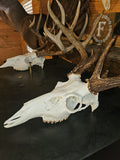 DIY EURO MOUNTS — SAVE MONEY DOING YOUR OWN TROPHIES