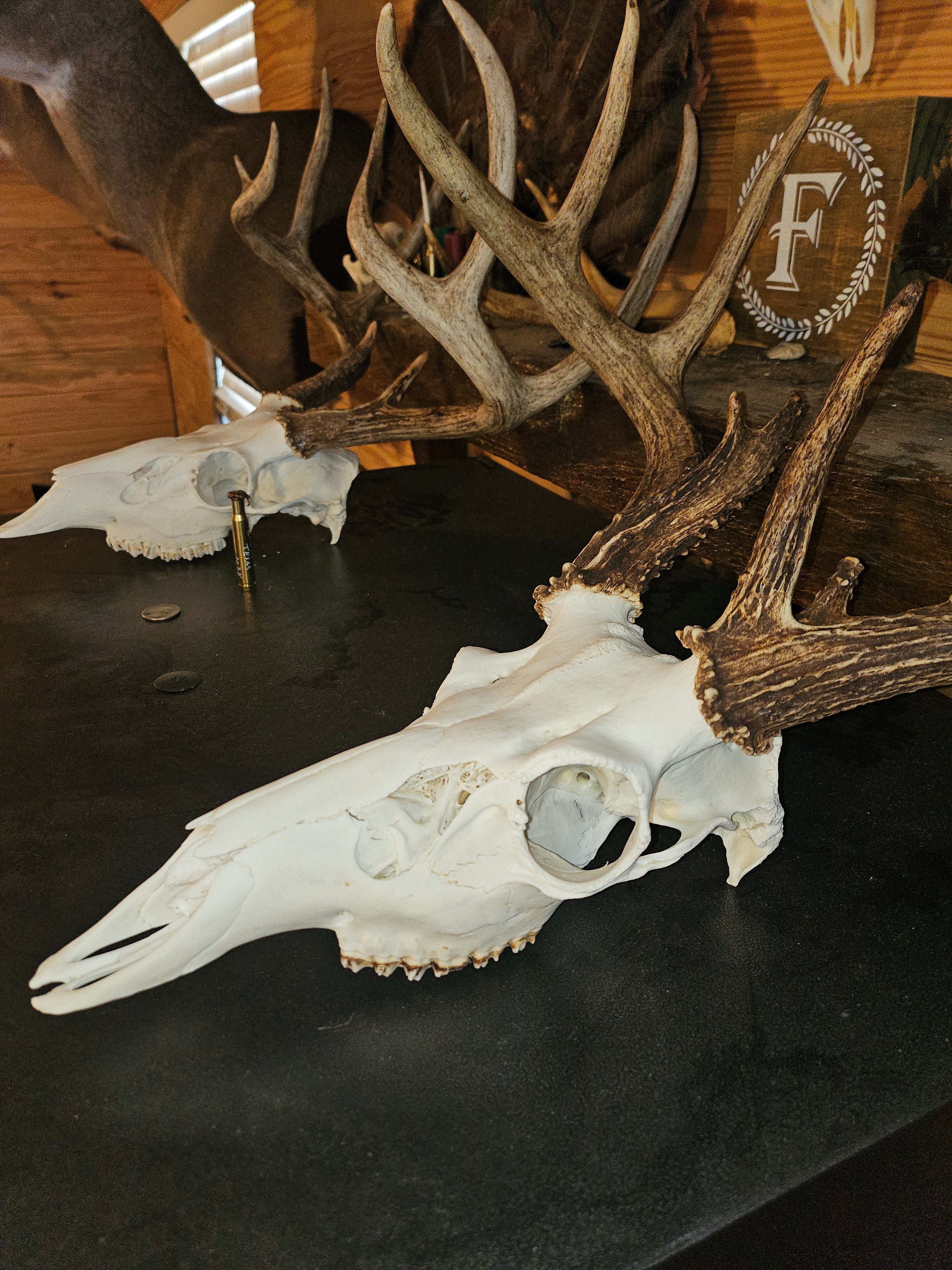DIY EURO MOUNTS — SAVE MONEY DOING YOUR OWN TROPHIES
