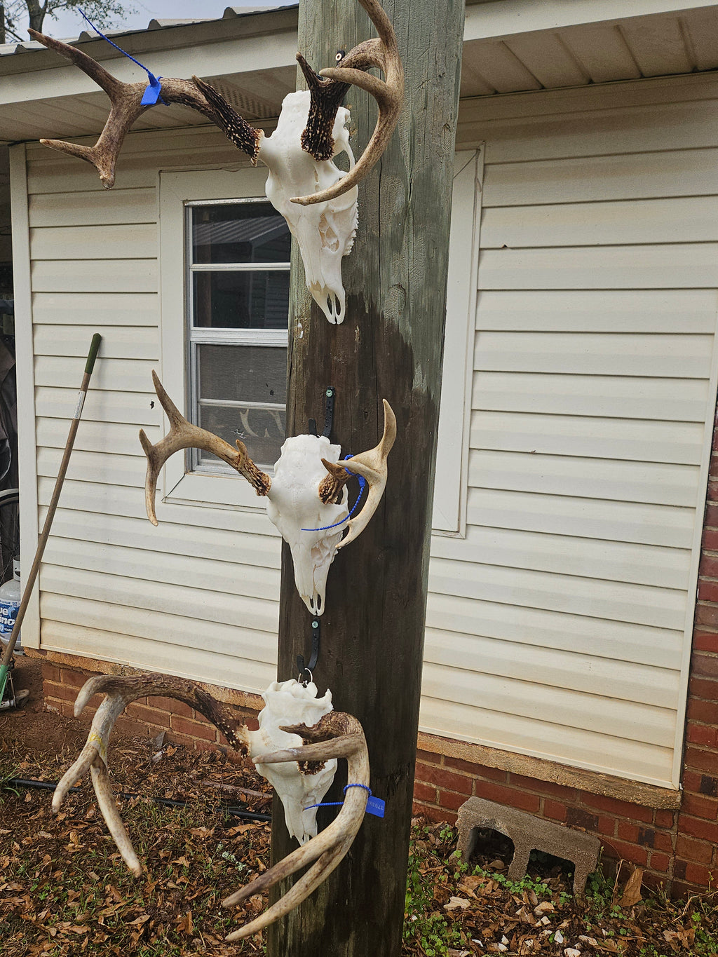 DIY EURO MOUNTS — SAVE MONEY DOING YOUR OWN TROPHIES