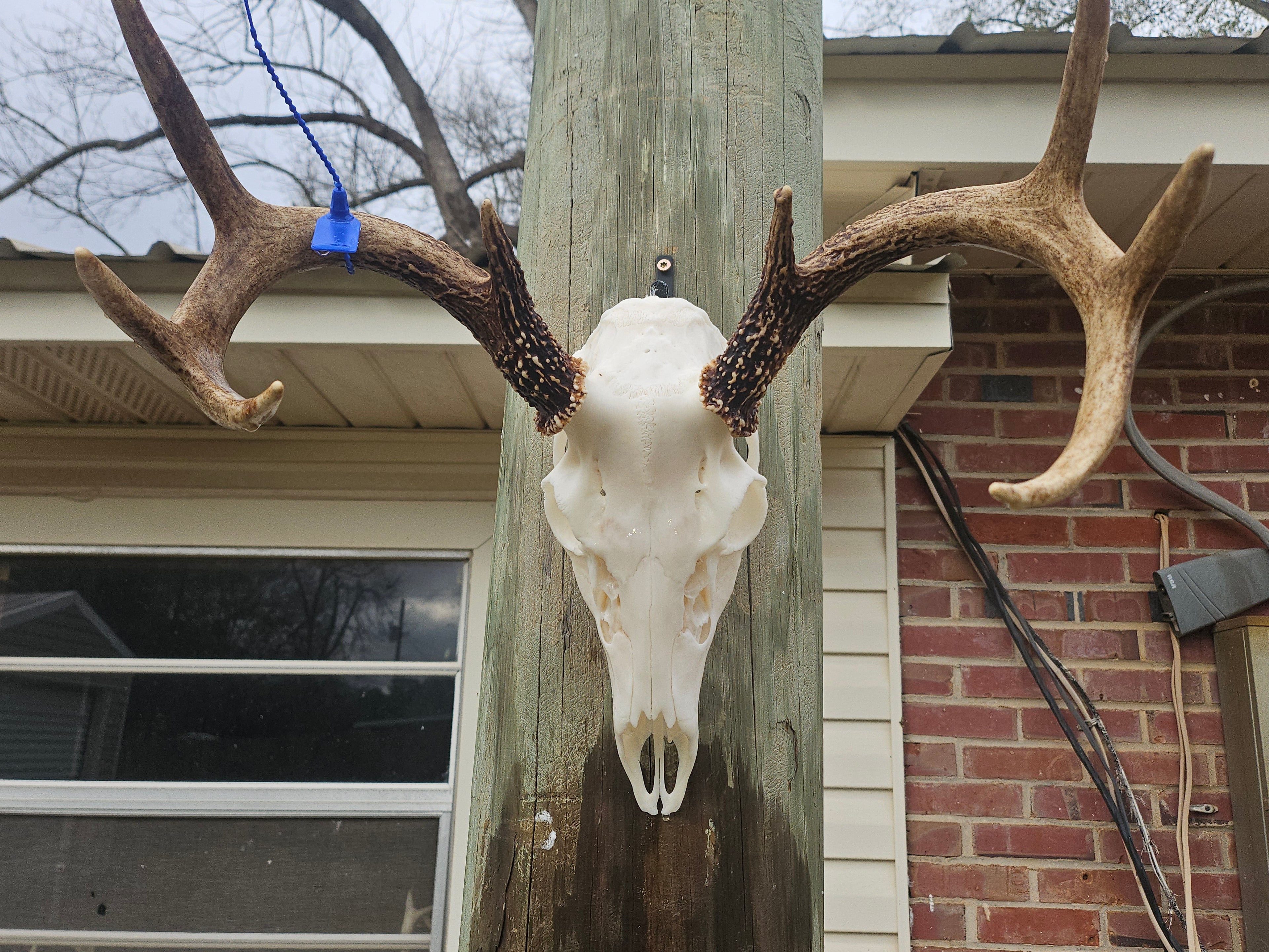 DIY EURO MOUNTS — SAVE MONEY DOING YOUR OWN TROPHIES
