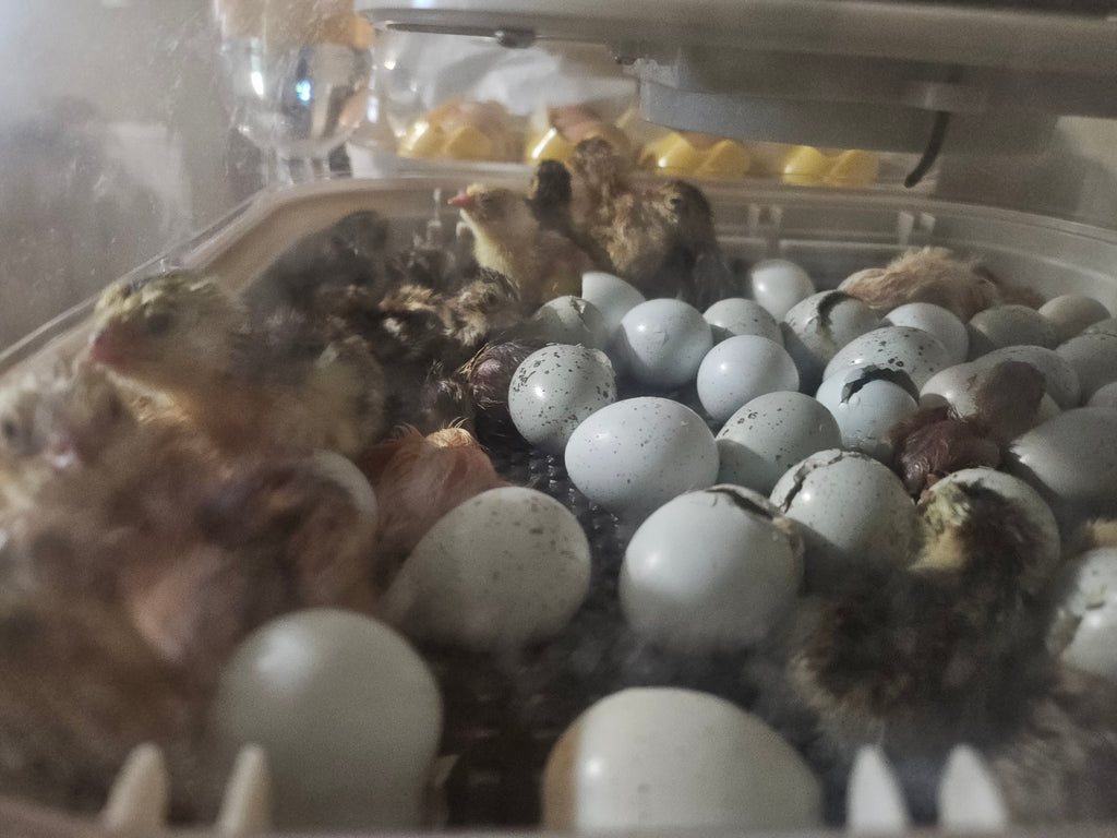 Bucks & Clucks: Backyard Guide to Raising Coturnix Quail