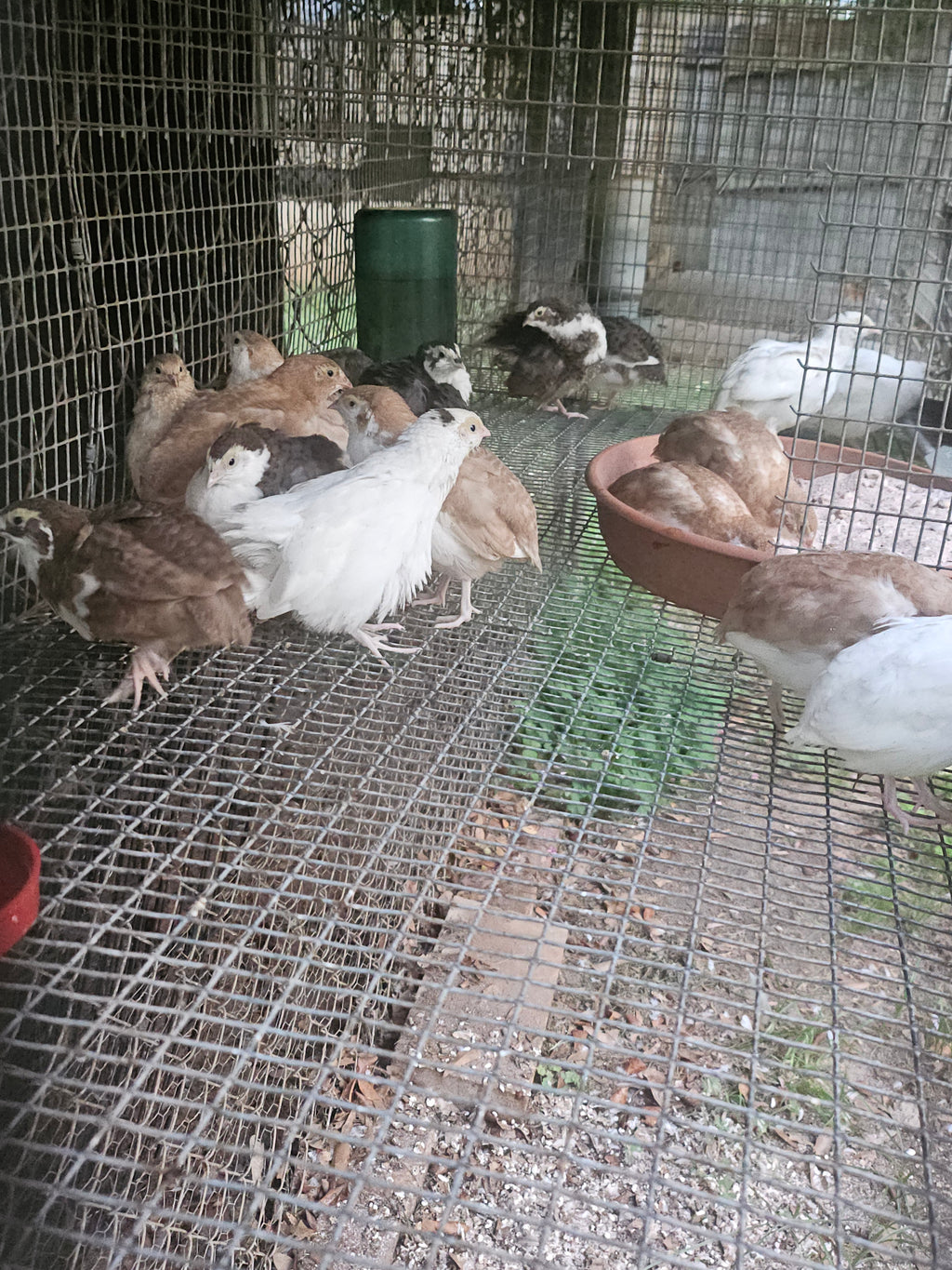 Bucks & Clucks: Backyard Guide to Raising Coturnix Quail