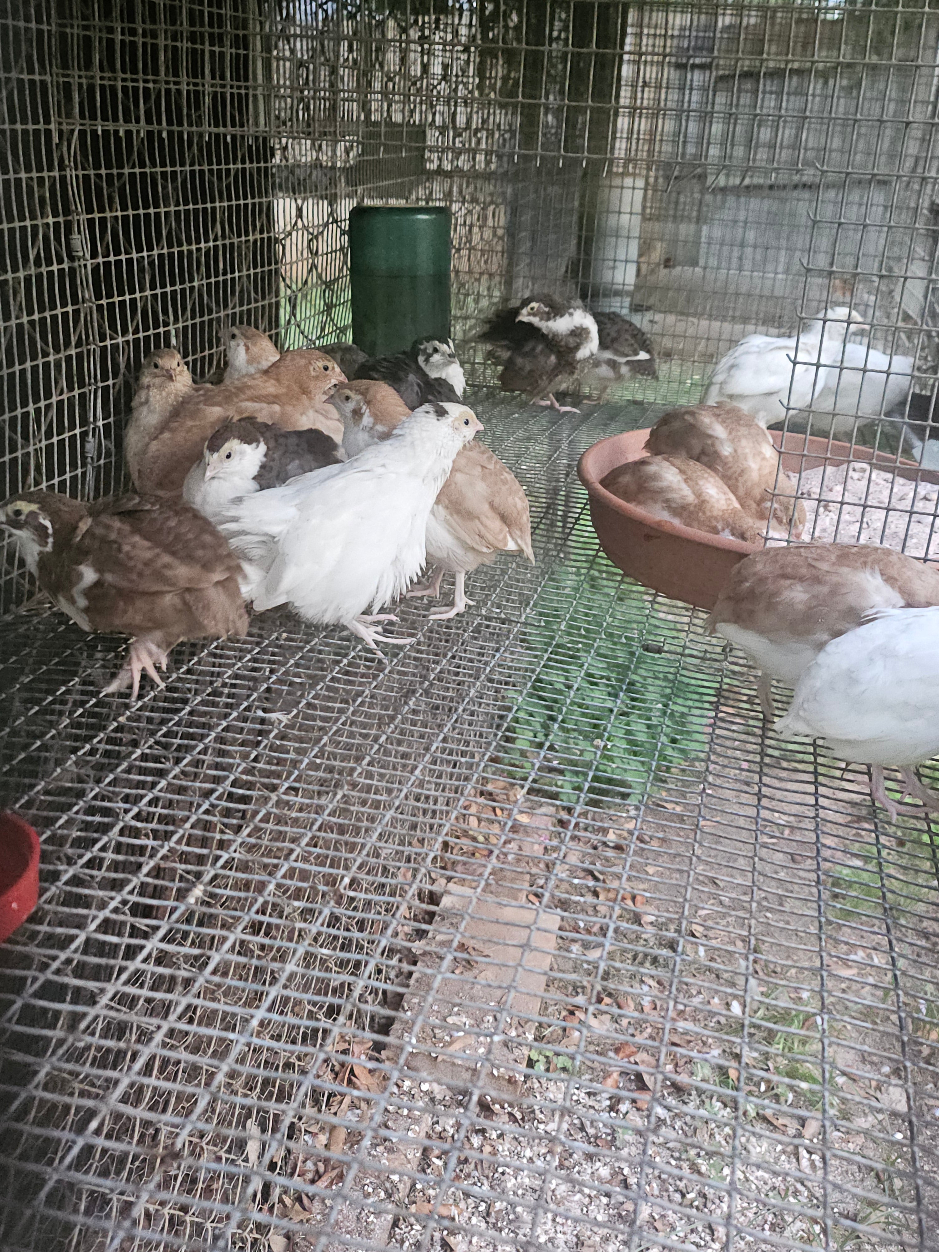 Bucks & Clucks: Backyard Guide to Raising Coturnix Quail