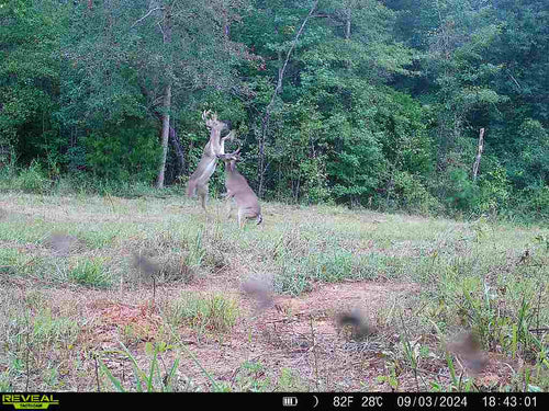 Big Nasty’s Trophy Whitetail Mineral System