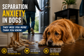 Separation Anxiety In Dogs Guide | Calm Your Dog When Home Alone | Dog Training Digital Download | Puppy Anxiety Help | Dog Behavior Tips