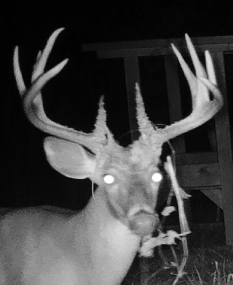 5 Kill Plot Mistakes That Keep You From Seeing Big Bucks