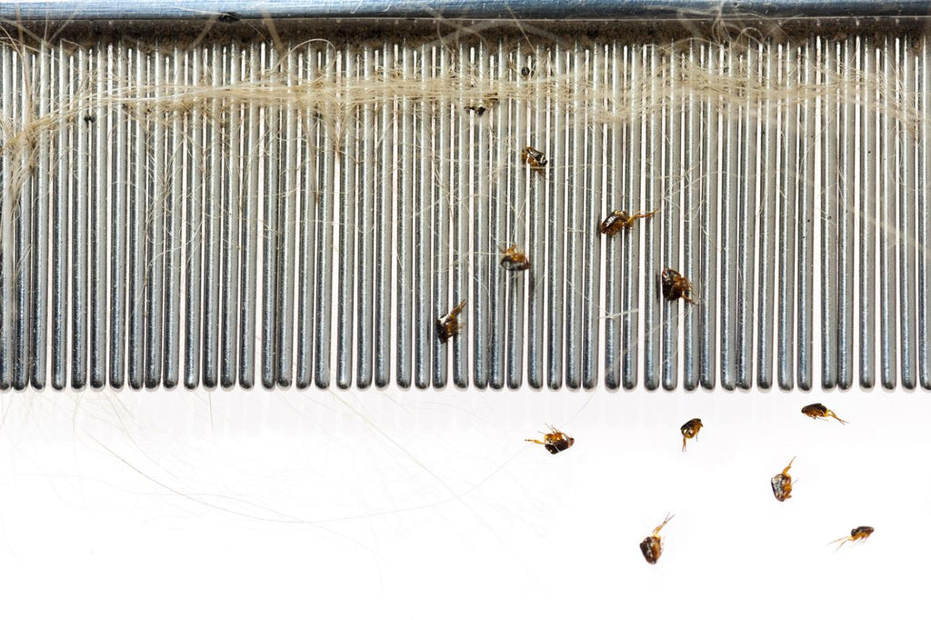 Ultimate Flea Control for Your Dog & Home — Stop Fleas for Good