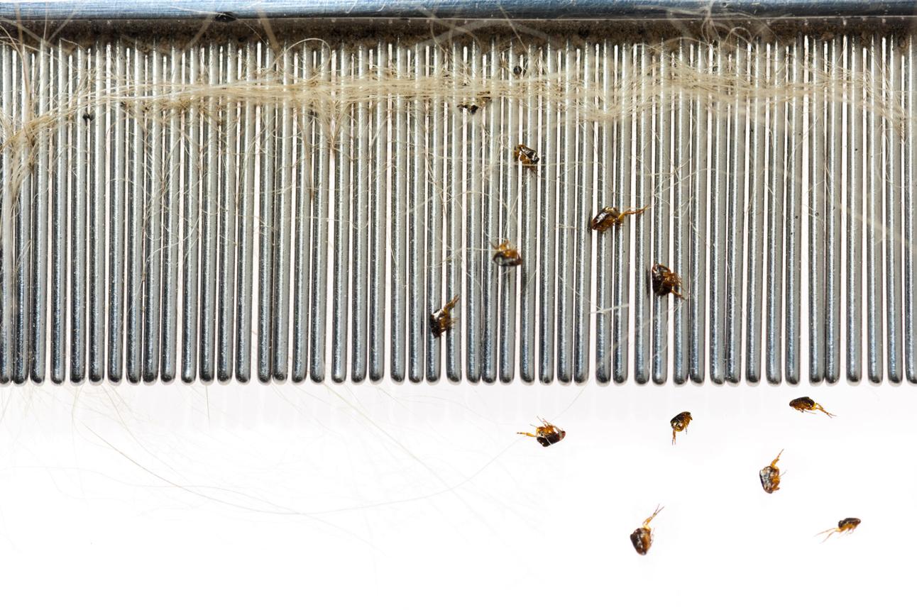 Ultimate Flea Control for Your Dog & Home — Stop Fleas for Good
