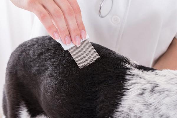Ultimate Flea Control for Your Dog & Home — Stop Fleas for Good